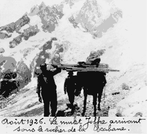 Août 1926. Le mulet Joffre arrivant sous le rocher de la cabane